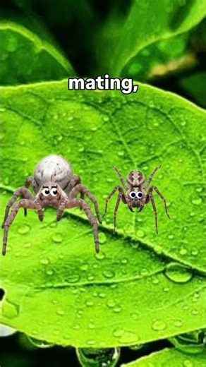 Mother spider ❤️