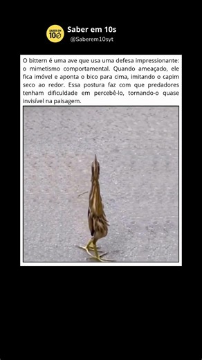 Defesa animal #curiosidadesanimais