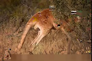 40K views · 2.1K reactions | Red Kangaroo - हिन्दी डॉक्यूमेंट्री #documentary #discovery #discoverychannel #discoverychannelin #animalplanet #wildanimals #jungle #animalworld | Wildlife Telecast | Facebook