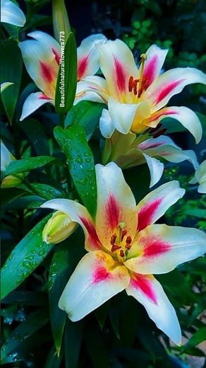 🌿 Colorful Lilies Flowers Collection | Beautiful Garden in 4K"