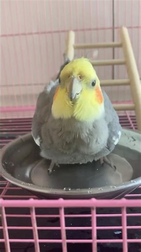 Cockatiel bathing 🐦#shorts #viralshorts