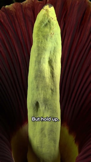 A Corpse Flower’s Survival Strategy Is Based on Deception | #DeepLook #Shorts