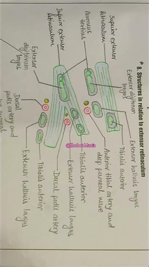 Extensor Retinaculum #mbbs1styear #mbbsabroad #grossanatomy #histology
