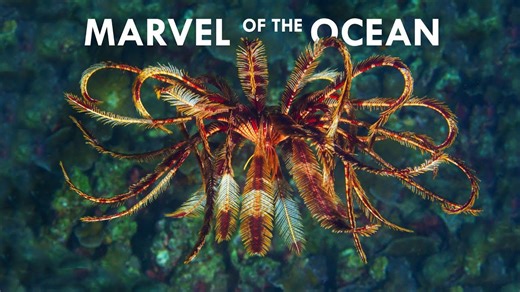 Feather Stars are the Most Mesmerizing Creatures in the Ocean