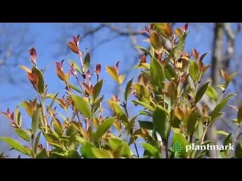 Syzygium australe Hinterland Gold Lilly Pilly at Plantmark Wholesale Nurseries