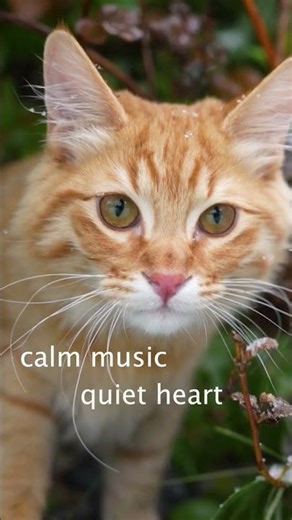 1 Hour of Soothing Holiday Music