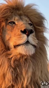 Ever seen a lion roar this close？ #nonprofitlionsanctuary #lionroar #closeups #lion #africa #love #art #king #lions #lionking #nature #photooftheday #wildlife #safari #animals #animal #zoo #travel #lioness #wildlifephotography #photography #tattoo #fashion #cat #tiger #wild #animallovers #liontattoo #life #cats #naturephotography #beautiful #newyork | Lion Lion | Facebook
