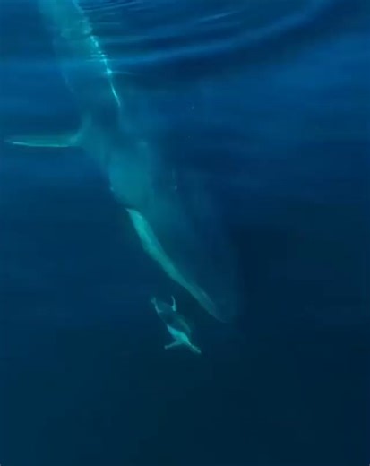 Feel the awe of whale encounters and oceanic exploration. #DiscoverWhalesAndWonders #DiscoverWhalesAndWonders #WhaleWatching #OceanWonders #MarineLife #WhaleAdventures #UnderwaterWonders #WhaleDiscovery #SeaLifeExploration #WhaleMagic #OceanExplorers #WhaleLovers #MarineExploration #OceanicWonders #WhaleTales #DiscoverTheDeep #SeaCreatures #WhaleEncounters #OceanDiscoveries #MarineBiodiversity #WhaleJourney #ExploreTheOceans #WhaleResearch #MarineWonders #WhaleSighting #OceanExpedition #WhaleCon