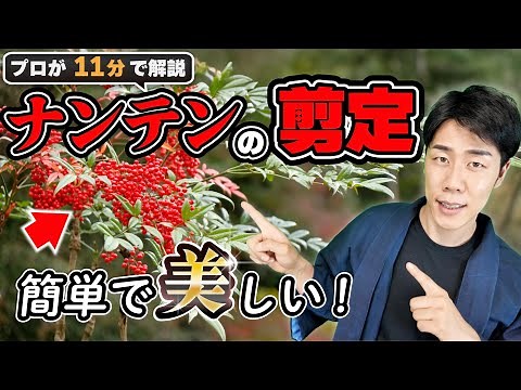 [Garden tree pruning] Professional explanation of how to prune Nandina | Tips for beginners to av...