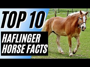 Top 10 Interesting Facts About The Haflinger Horse