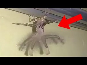 5 Mysterious and Unexplained Photographs That Will Blow Your Mind