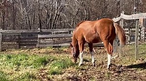 13K views · 503 reactions | Good morning Fancy pants …She’s got the look… | Cowgirl Up Ranch NY | Facebook
