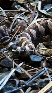 47K views · 70 reactions | What do snakes poop out of? | IFLScience | Facebook