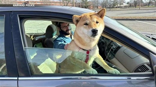 Harvard Police use drone to find missing dog in Devens