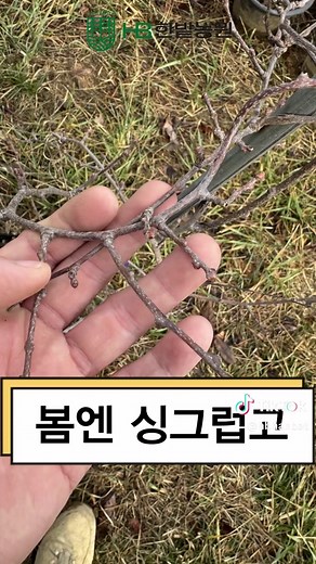 다래나무 용성2호 묘목 소개 - 귀농에 딱!