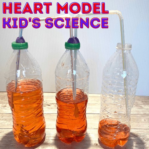 Pumping Heart Model for Kids | Easy Human Anatomy Activity