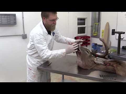 Caping a Deer for a Taxidermy Shoulder Mount