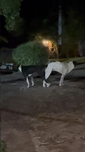 Dogs get stuck together after mating