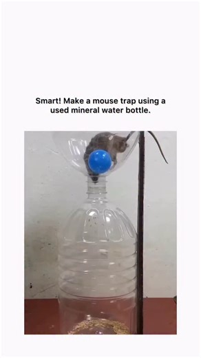 globalreel.lio on Instagram: "This X post shares a DIY mouse trap made from a recycled plastic bottle mounted on a rod over a baited bucket, where mice climb, cause the bottle to spin, and fall into the container below, as shown in the 12-second video capturing several rodents being trapped. Posted on December 26, 2025, by Indonesian user @JalananSepi89 , it amassed 399,000 views, 441 likes, and 152 replies within hours, with users expressing surprise at the trap’s effectiveness and the mice’s s