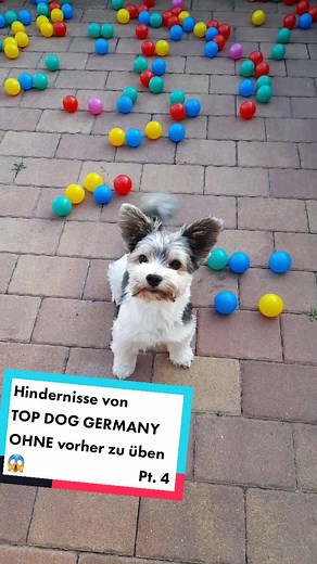 Top Dog Germany: Hindernisse nachgestellt ohne Übung