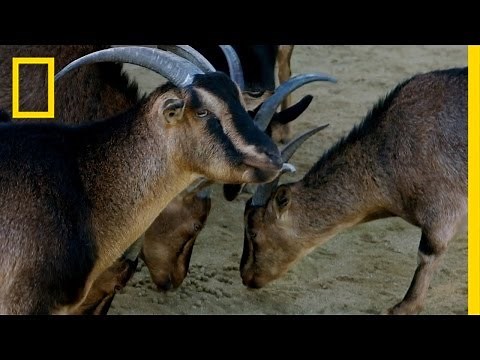 Why Do Goat Eyes Rotate? | Explorer