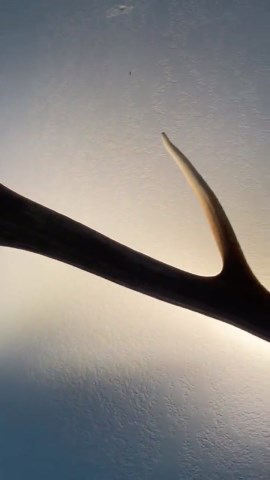 Elk Antler LED Wall Light – Authentic 6 Point Shed, Rustic Decor – Usb/battery Powered - Etsy