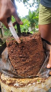 Jackfruit in pots | Plants Propagation