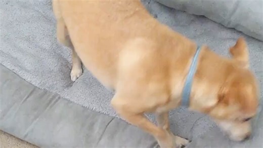 Dog experiments with static electricity