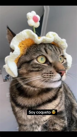 #gatogracioso #cats #gatosgraciosos😻😂