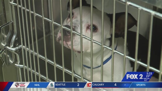 St. Louis County holding second fee-free pet adoption event