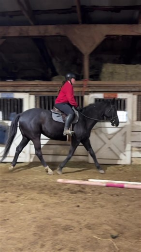 So excited that I get the opportunity to be able to ride this amazing gelding and maybe show him at some d series this season! I’m so grateful for this experience and partnership