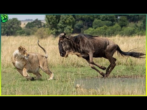 15 Unbelievable Moments When Predators Failed to Attack