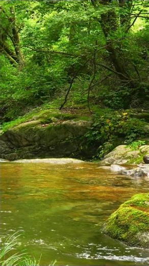 Conversations by a crystal-clear forest stream 🌿 Natural sounds for sweet dreams.
