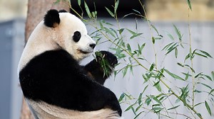 Giant pandas return to D.C.'s National Zoo