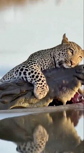 🚨 Cheetah Vs Alligator - Who Wins? #cheetah #alligator #humanity