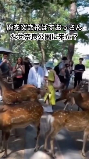 鹿を突き飛ばすおっさん(なぜ奈良公園に来た？)