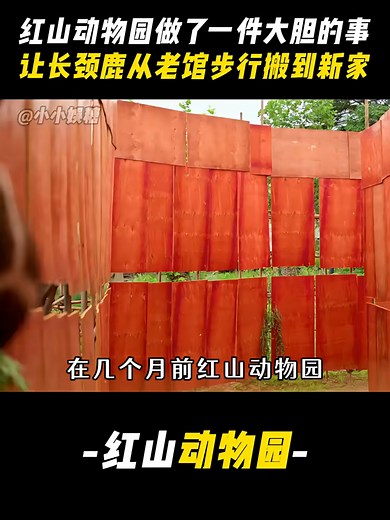 红山动物园长颈鹿搬家故事