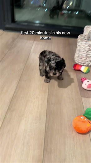 New Puppy Home Experience