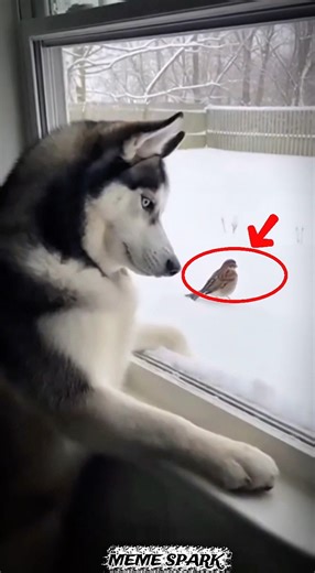 😂 “Expectation vs Reality” #husky#funnydog#shorts #viral