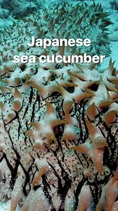 6.7K views · 36 reactions | This valuable sea creature can cost up to $3500 a kilo. #seacucumbers #marinelife #expensive | Business Insider Africa | Facebook
