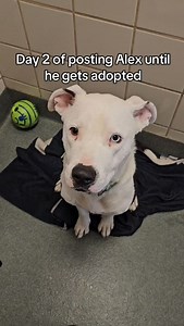 Update: Alex has been adopted! Alex just wants to be a helpful boy and find his purpose...along with a family, of course! #CAP4Pets #AdoptDontShop #ShelterDog | Citizens for Animal Protection