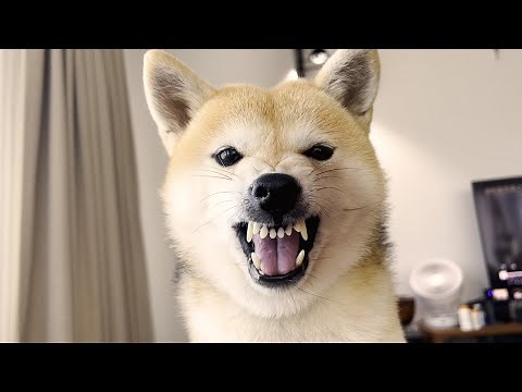 Shiba Inu who has learned the feeling of getting angry.