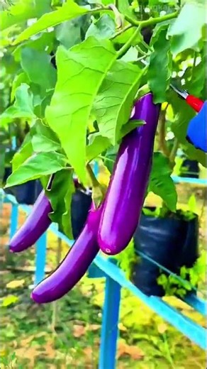 Cultivating exceptionally vibrant, elongated eggplants within a modern garden