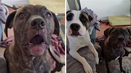 Talking dogs hilariously argue over saying “momma”