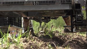 Close-up view of hands harvesting asparagus under a machine in a field. The image captures the detailed process of picking fresh asparagus with the aid of agricultural machinery.