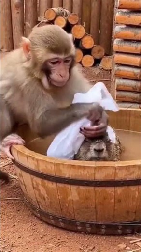 Monkey Giving a Bubble Bath to the Unknown #monkey #cctv