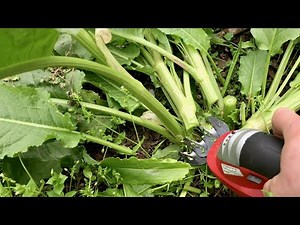 Cordless Grass and Shrub Shears - Lawn and Garden Care