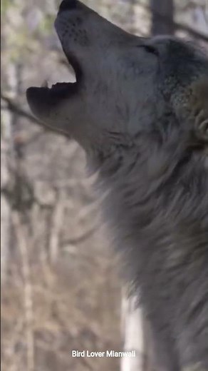 Wolf howl Wolf Sound Wolf call howling wolves