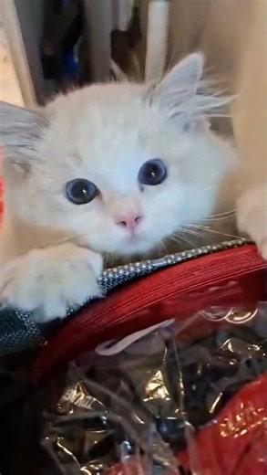 🐾 Nuvola Loves to Climb! 😸🧗 #ragdoll #nuvola