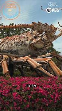 Why Is There a GIANT Lobster in the Florida Keys?! 🦞